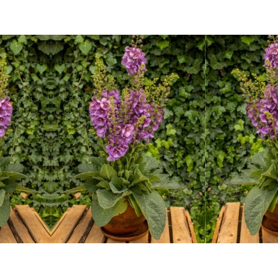 Dziewanna Ogrodowa Sugar Plum - jak u Babci