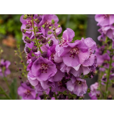 Dziewanna Ogrodowa Sugar Plum - jak u Babci