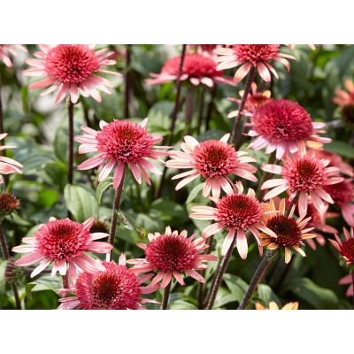 Jeżówka Raspberry Trumffle