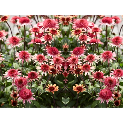 Jeżówka Raspberry Trumffle