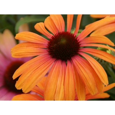 Jeżówka Rainbow marcella