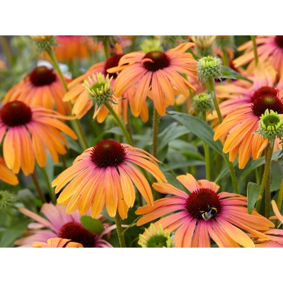 Jeżówka Rainbow marcella