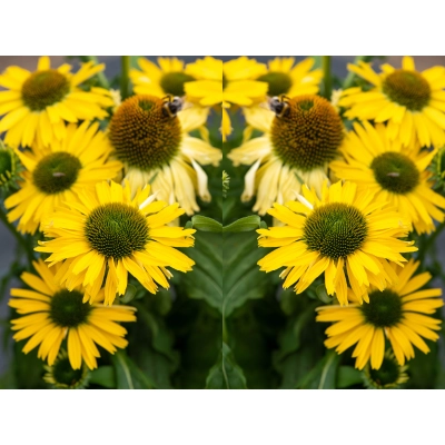 Jeżówka Pearl Yellow imp