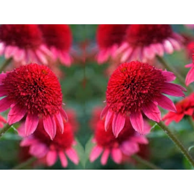 Jeżówka Sunny Days Ruby