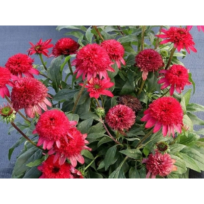 Jeżówka Sunny Days Ruby