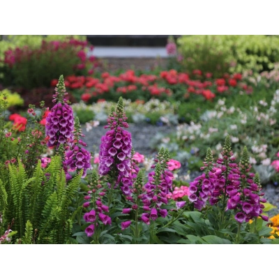 Naparstnica Dottie Purple