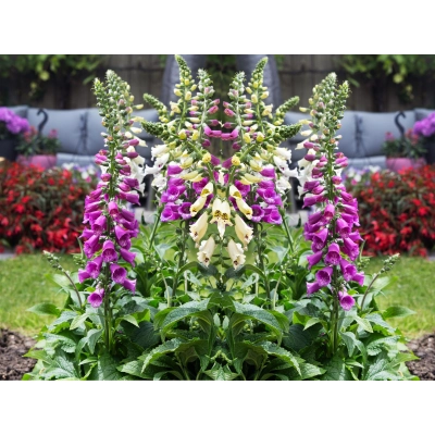 Naparstnica Dottie Purple