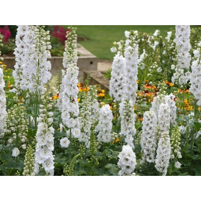 Naparstnica Dottie White