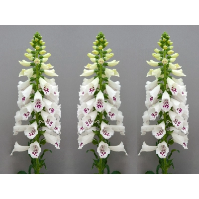 Naparstnica Dottie White