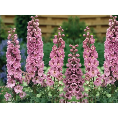 Ostróżka ogrodowa Astolat