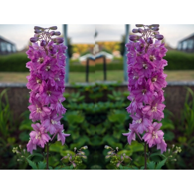 Ostróżka ogrodowa Astolat