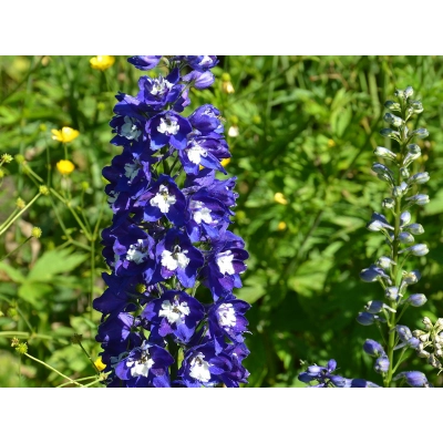 Ostróżka ogrodowa Blue Bird