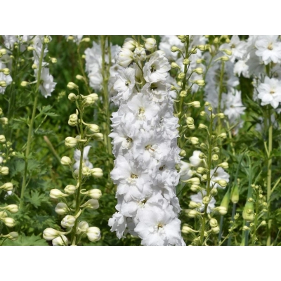 Ostróżka ogrodowa Galahad