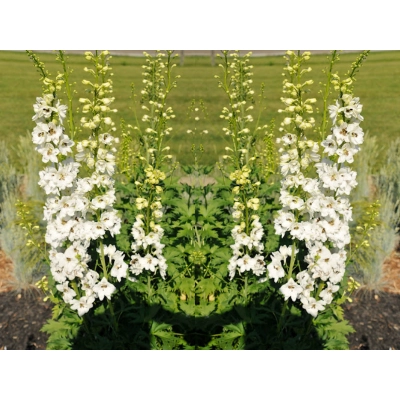 Ostróżka ogrodowa Galahad