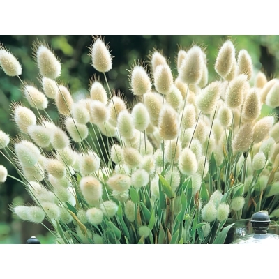 Dmuszek jajowaty lagurus Buuny tails