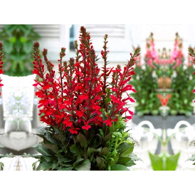 Lobelia Starshio Skarlet