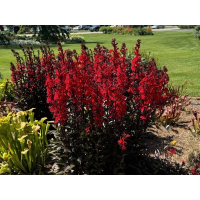 Lobelia Starshio Skarlet