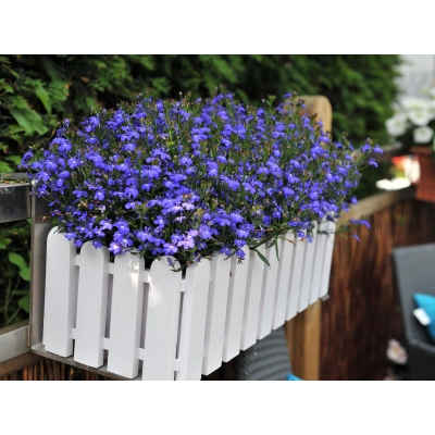 Lobelia Bella Oceano