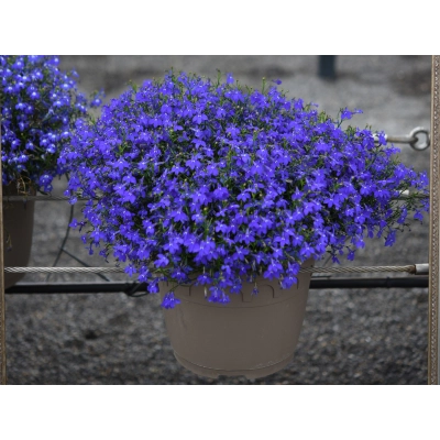 Lobelia Bella Oceano