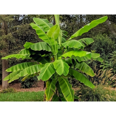 Bananowiec Muso Basjoo