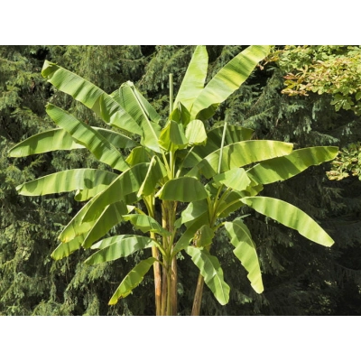 Bananowiec Muso Basjoo