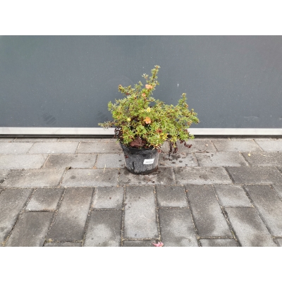 Pięciornik Goldteppich 'Potentilla fruticosa'