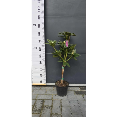 RÓŻANECZNIK na pniu 'rhododendron' Różowy