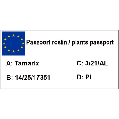 Tamaryszek Parviflora 'Tamarix parviflora '