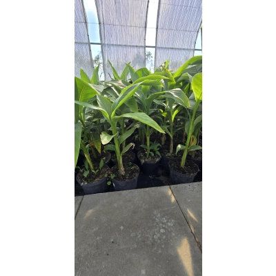 Bananowiec MUSA BASJOO