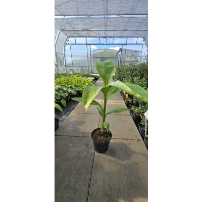 Bananowiec MUSA BASJOO