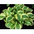 Funkia, hosta Queen Josephine