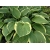 Funkia, hosta Aureo Marginata