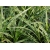 Trzęślica Molina variegata