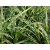 Trzęślica Molina variegata