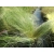 Trawa Stipa tenuifolia- ostnica mocna