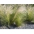 Trawa Stipa tenuifolia- ostnica mocna
