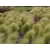Trawa Stipa tenuifolia- ostnica mocna P9