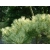 Sosna gęstokwiatowa 'pinus' Okulus draconis- szczepiona