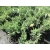 Jałowiec chiński 'juniperus'  Expansa Variegatta