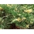 Jałowiec chiński 'juniperus'  Expansa Variegatta