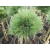 Sosna wejmutka szczepiona na pniu Pinus nigra Greg Williams