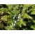Juniperus conferta ( jałowiec nadbrzeżny) schlager