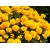 Nachyłek wielkokwiatowy Solanna Golden