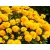 Nachyłek wielkokwiatowy Solanna Golden