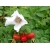 Róża pomarszczona Alba biała