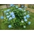 Hortensja ogrodowa błękitna kula