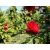 Róża pnąca czerwona pergolowa - pełna