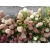 Hortensja bukietowa biało-różowy stożek