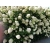Hortensja bukietowa ściana białych kwiatów