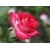 Róża wielkokwiatowa Bicolette